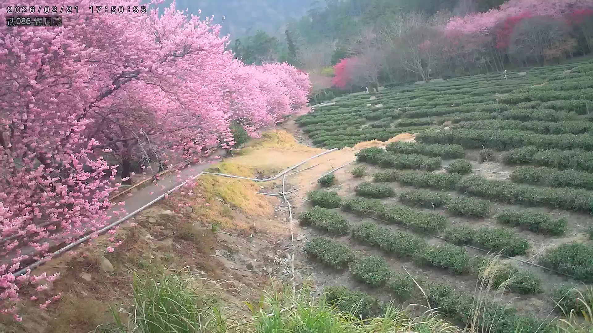 觀月亭 截圖畫面 - 2026-02-21 09:50